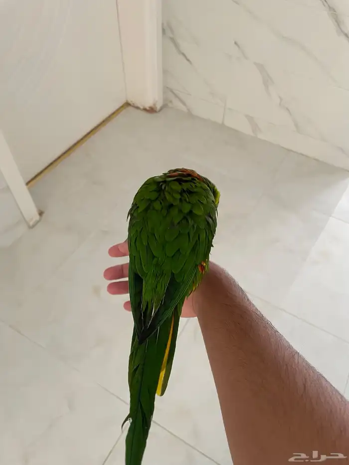 ببغاء لوري 5