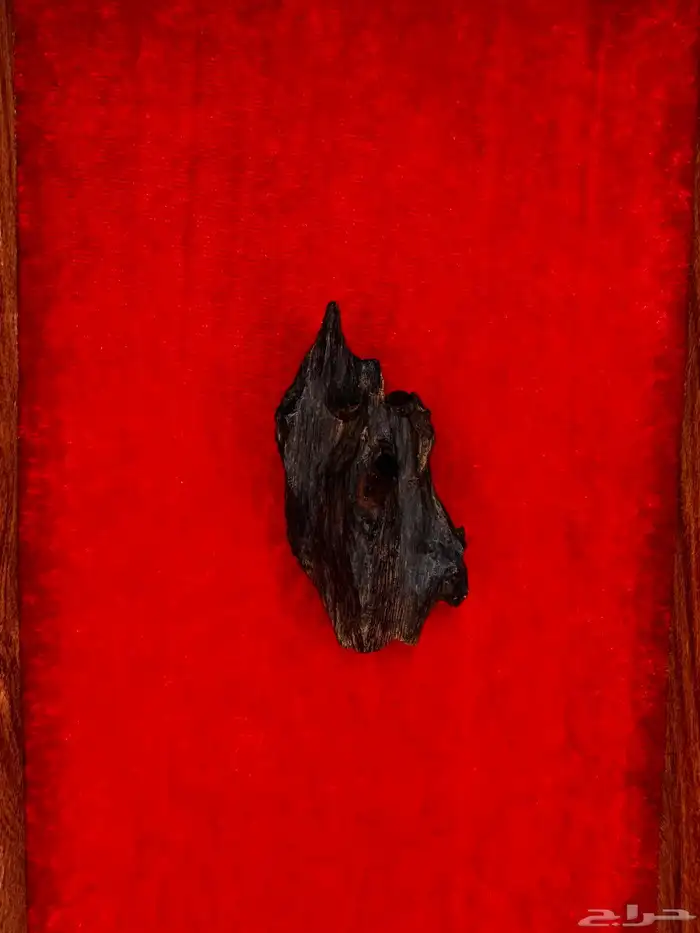 عود ازرق بنقالي دبل تربل ملكي 4