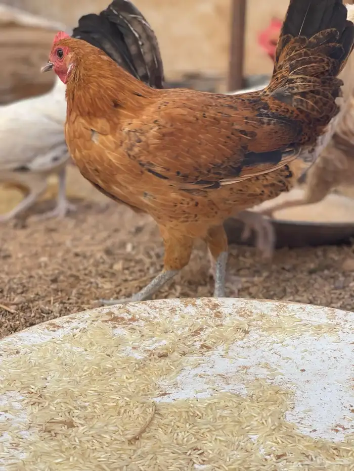للبيع دجاج 6