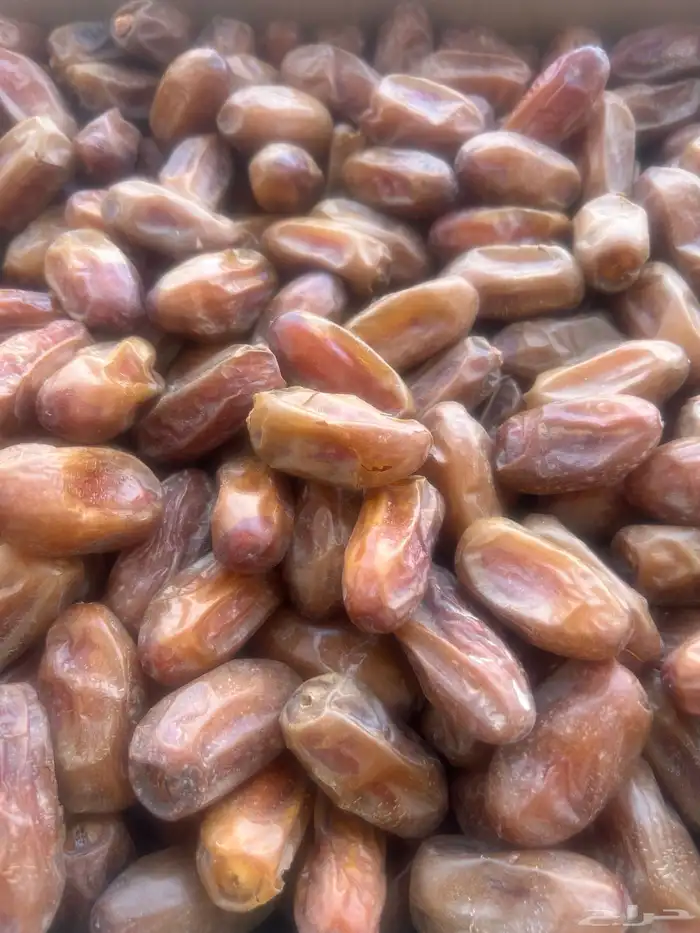 تمر صفري بيشه 3