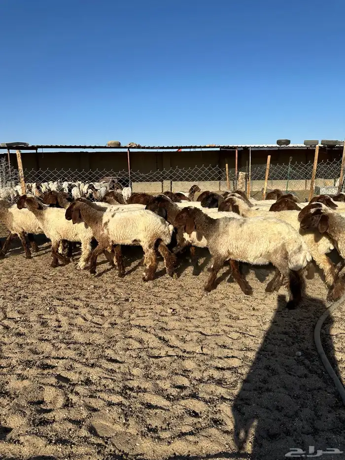 جذعات أنعيم صنف( تم البييع ) 9