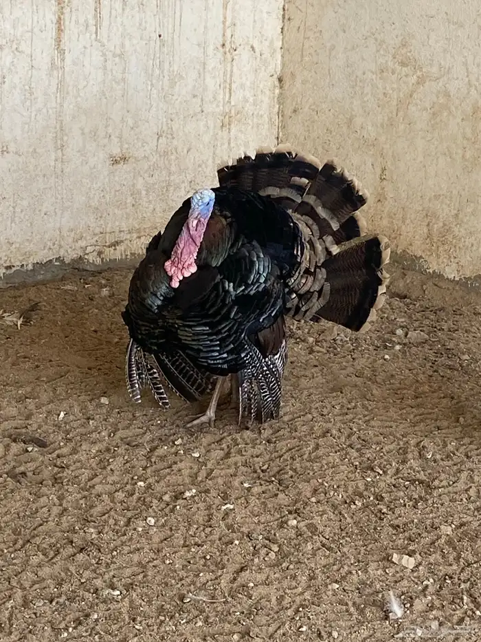 طقم دجاج رومي 4