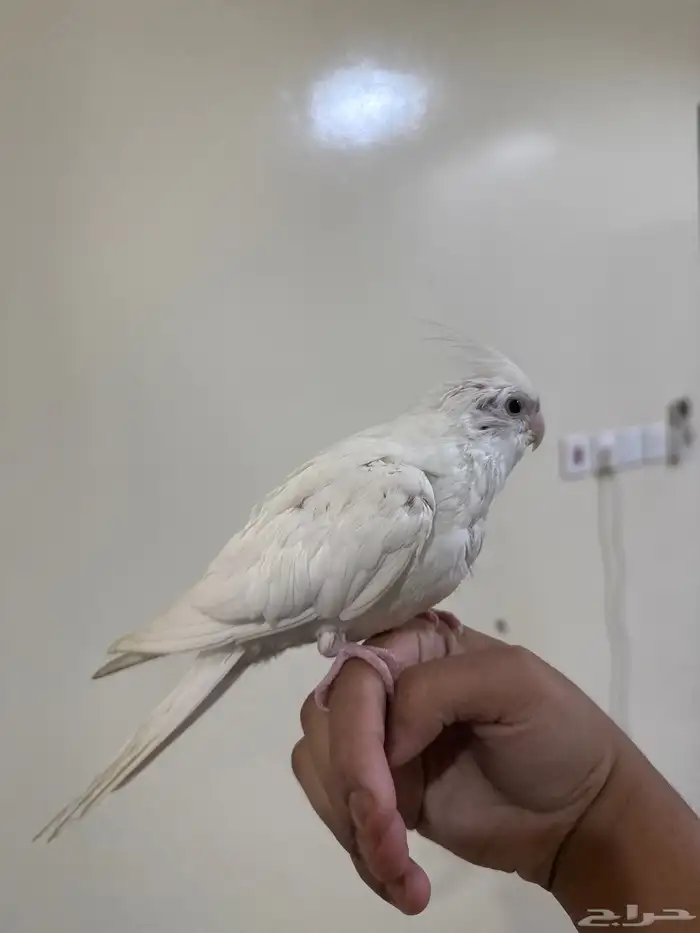 كروان البينو اليف (تم البيع خارج حراج الله يبارك له ) 3