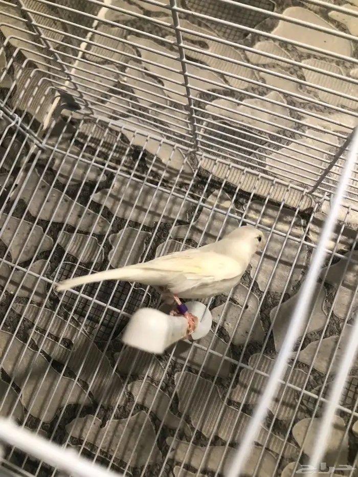 انثى كناري سوري منتجه (( تم البيع )) 3