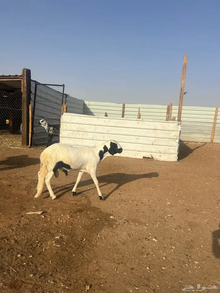 سواكن طليان جذع وجبر وشحم شررط 3