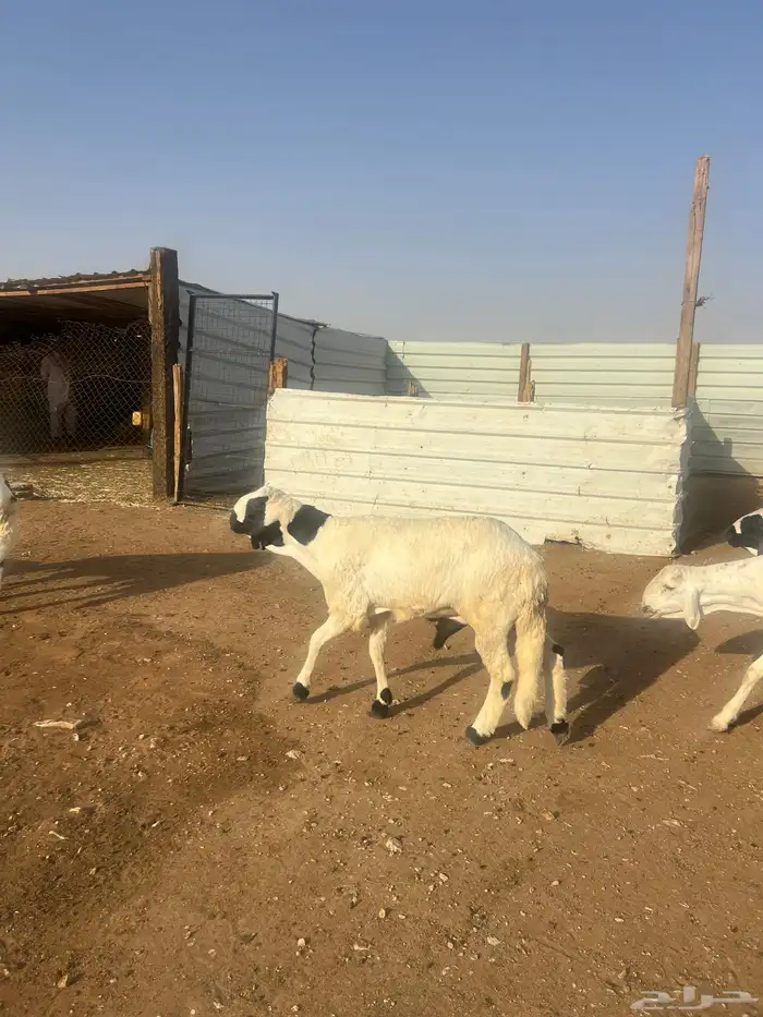 سواكن طليان جذع وجبر وشحم شررط 0