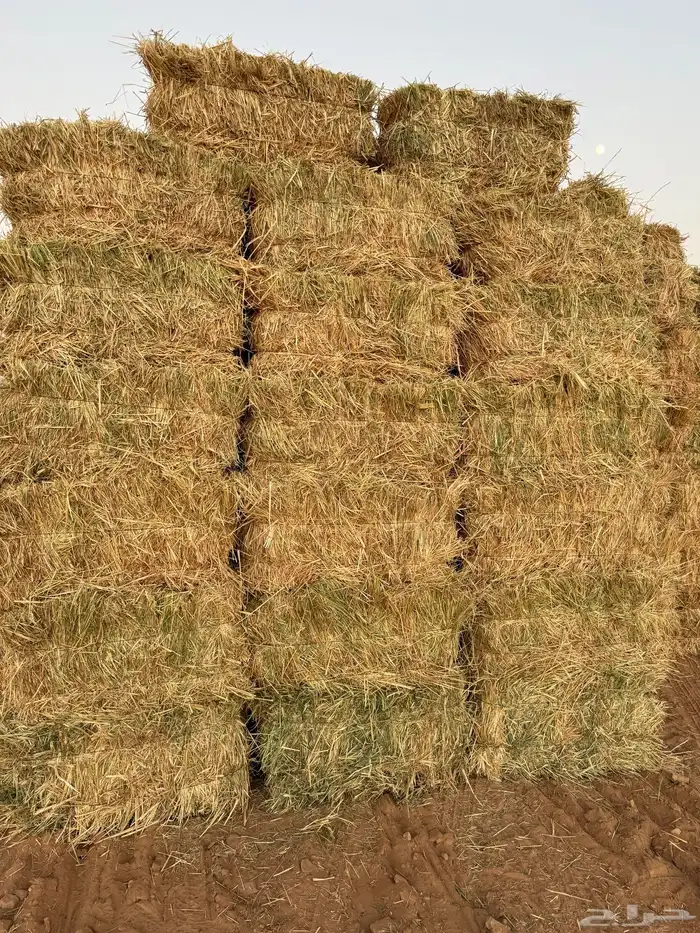 علف تبن ذره 3