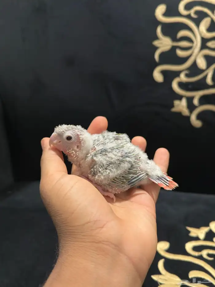 كنيور أناناس رد فاكتر 2