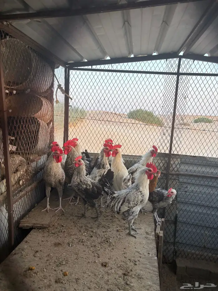 ديوك للبيع 2