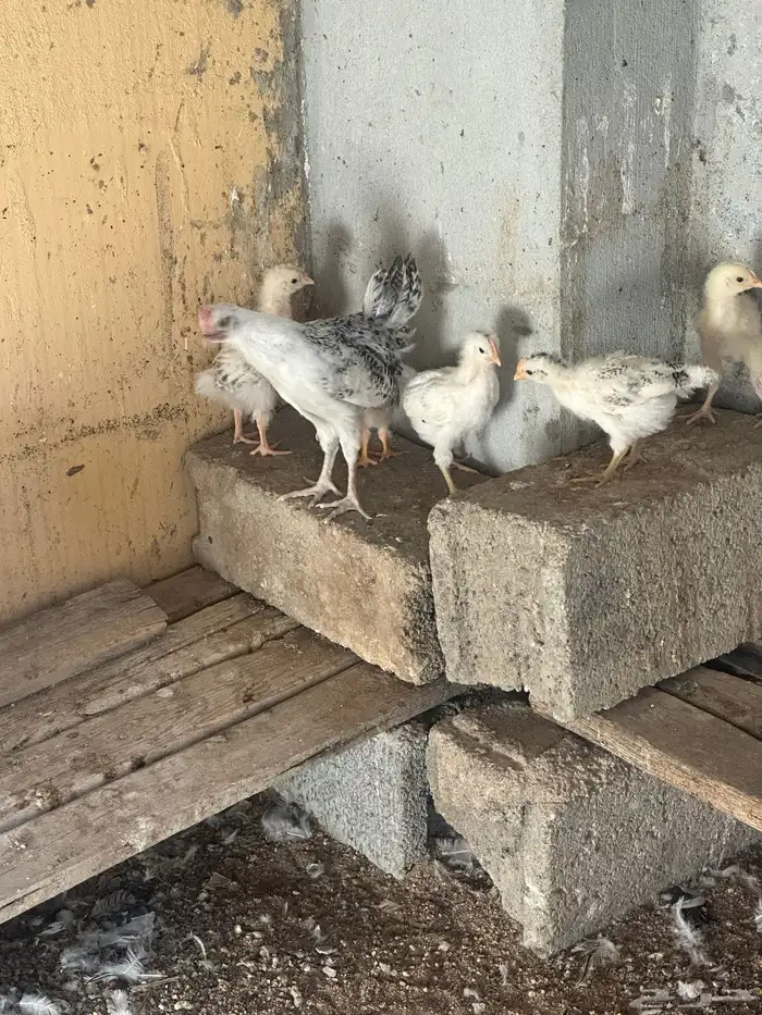 دجاج فرنسي كولومبي بيور 3