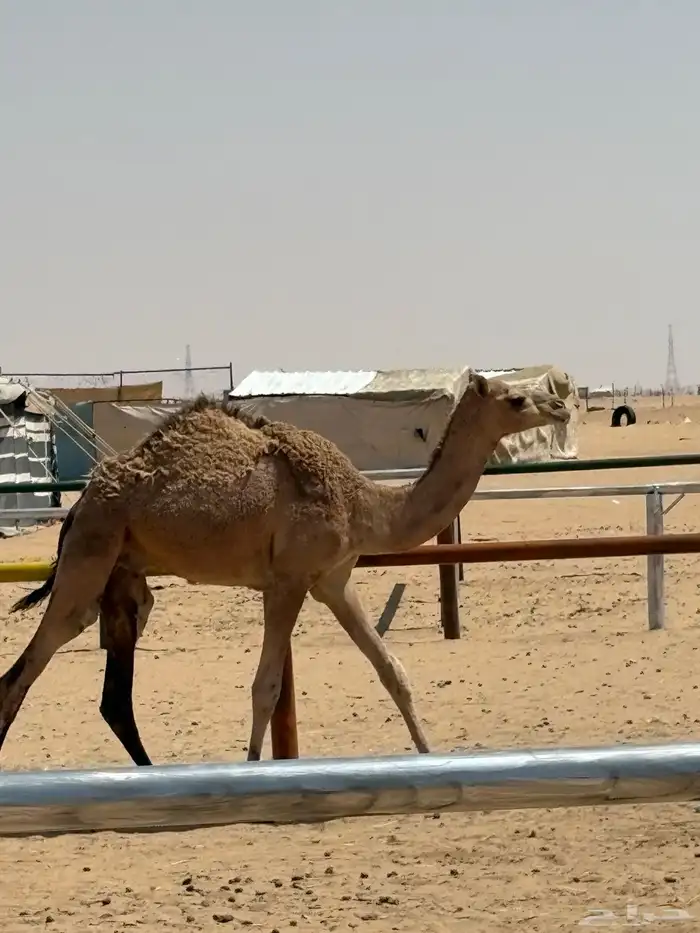 قعود قعدان 0