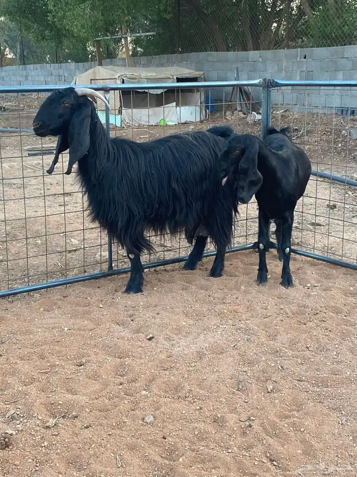 معزا مصريات تم البيع 0