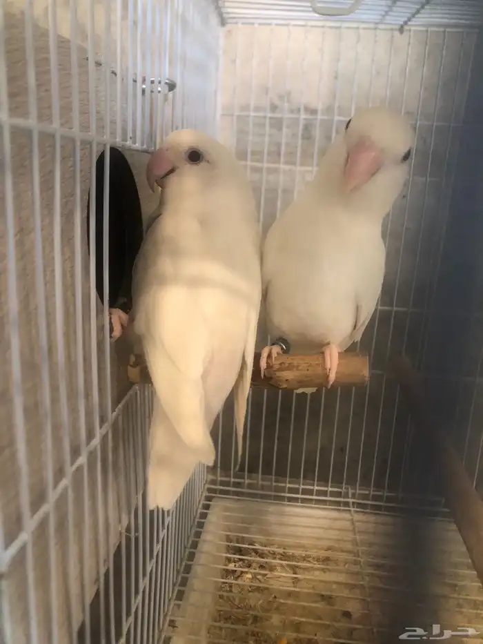 جوز روز البينو منتج ومحلل 0