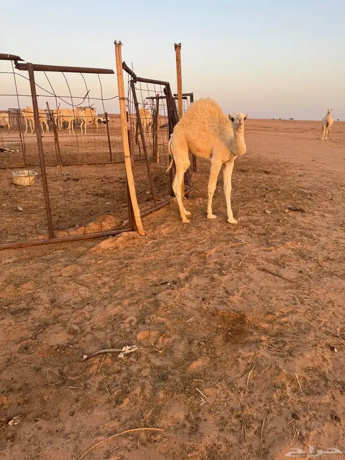 قعود 4
