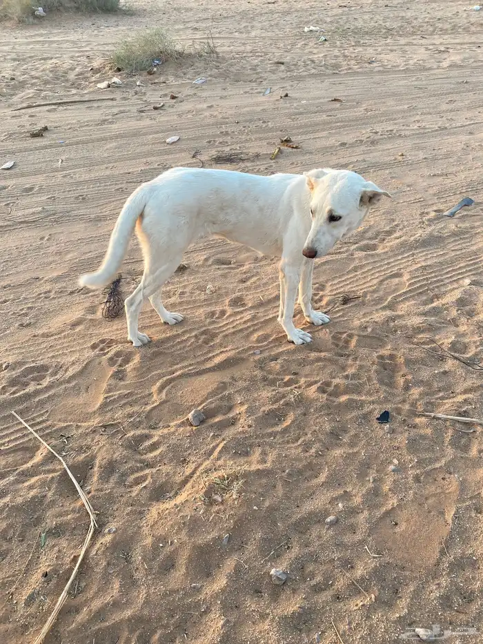 سلقه 2