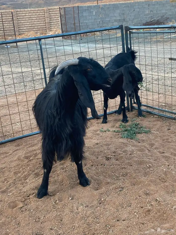 معزا مصريات تم البيع 17