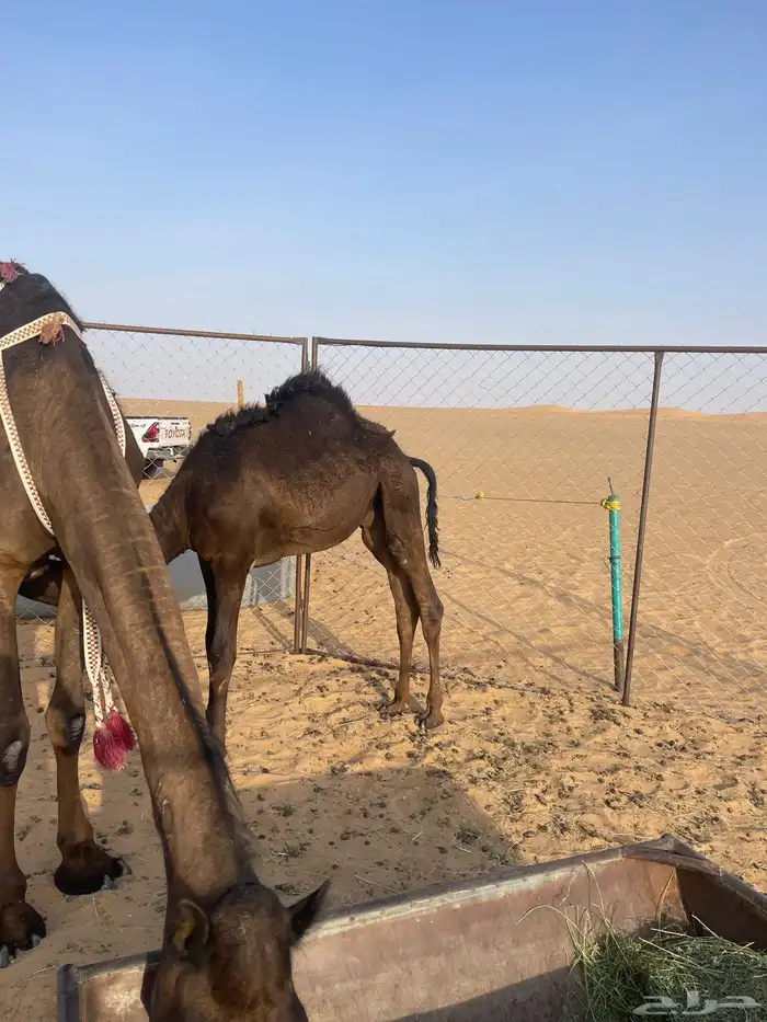 قعود 3