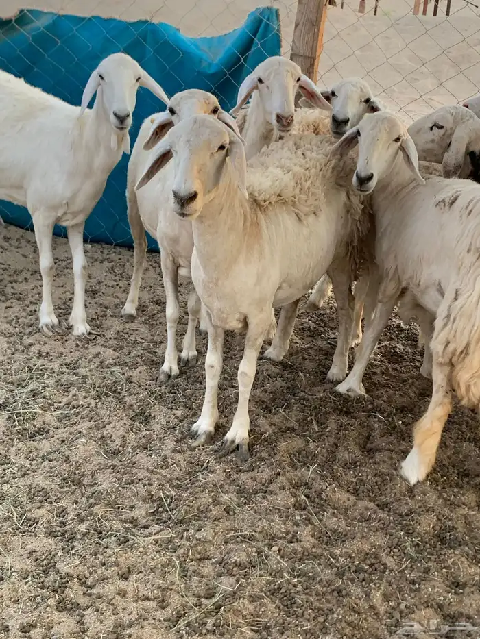 للبيع رخال حريات حرش مقاني 5