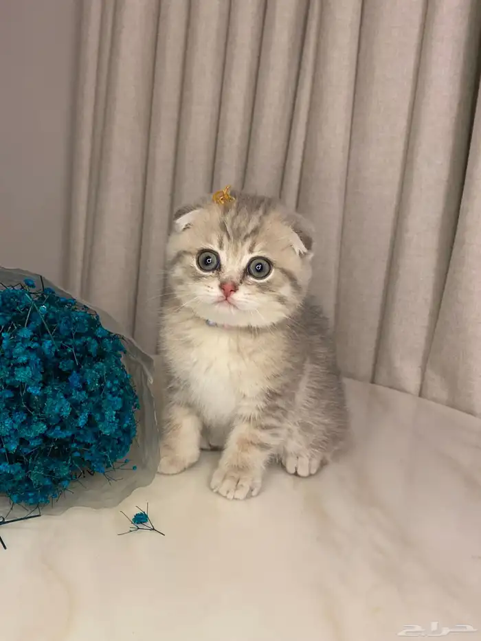 قطط للبيع سكوتش 5