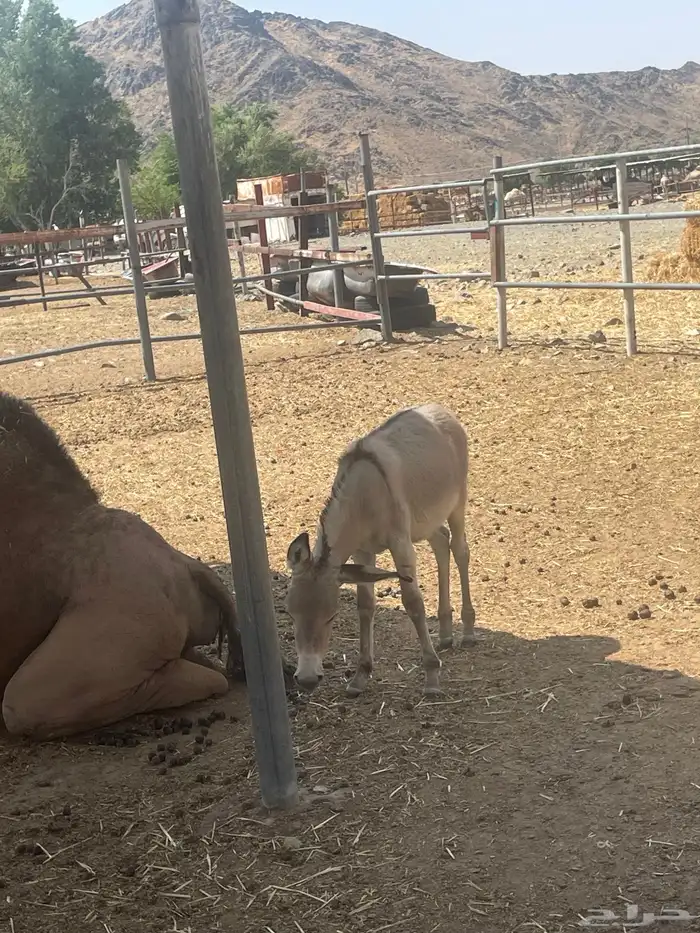 حماره انثاء مع ولده للبيع . 2
