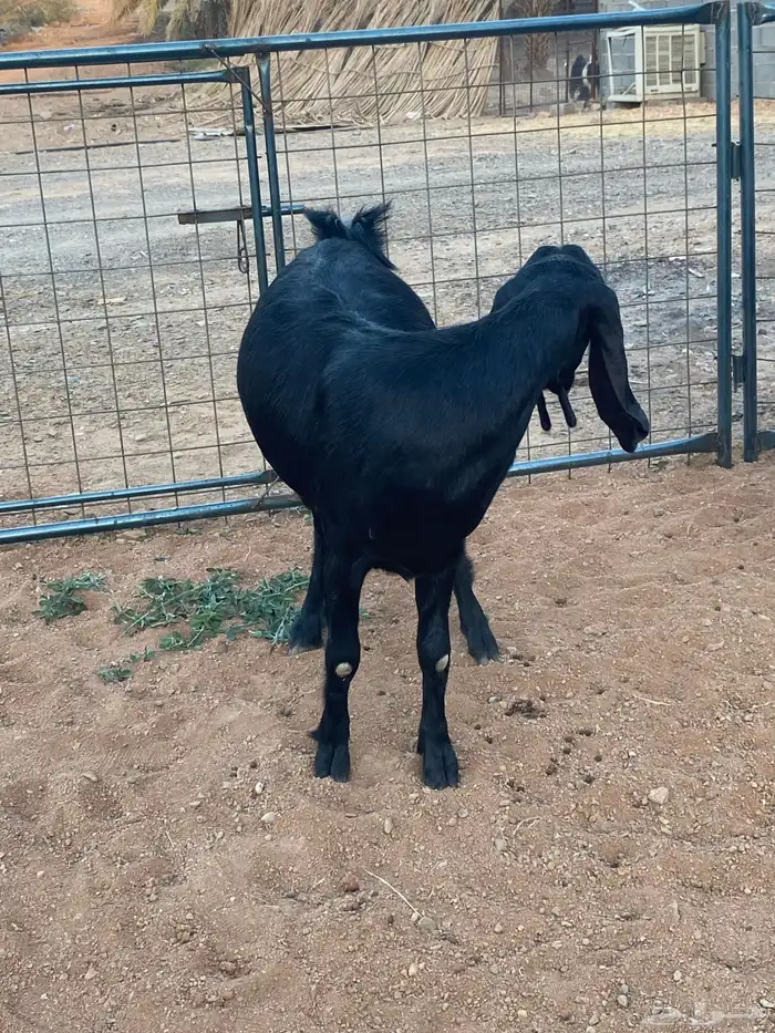 معزا مصريات تم البيع 14