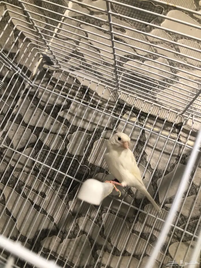 انثى كناري سوري منتجه (( تم البيع )) 4