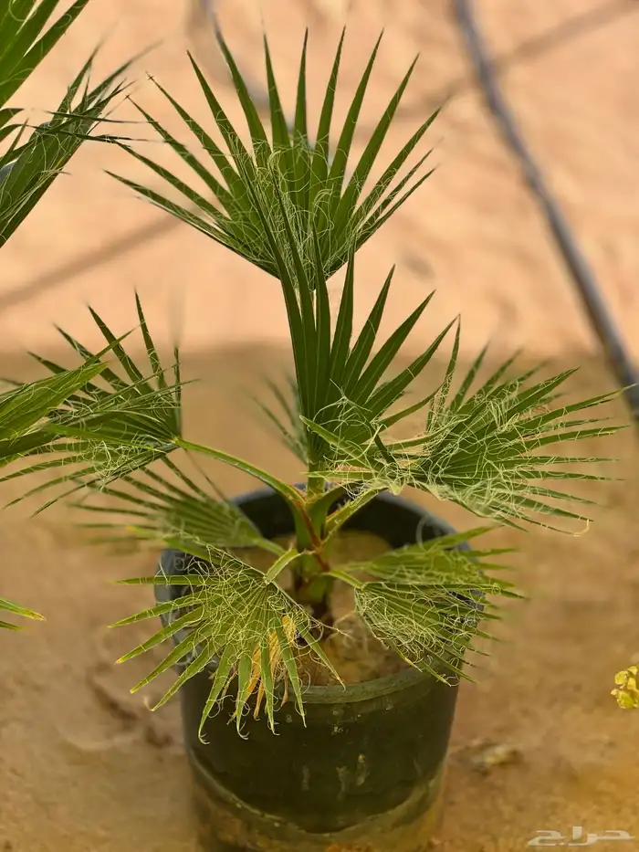 نخل واشنطونيا 2