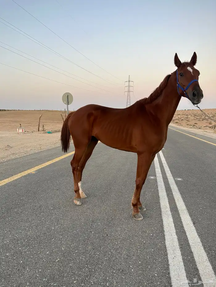 حصان عربي واهو 3