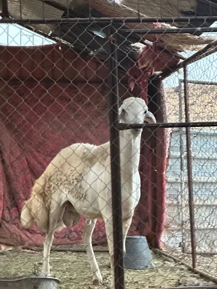خروف جرم 4