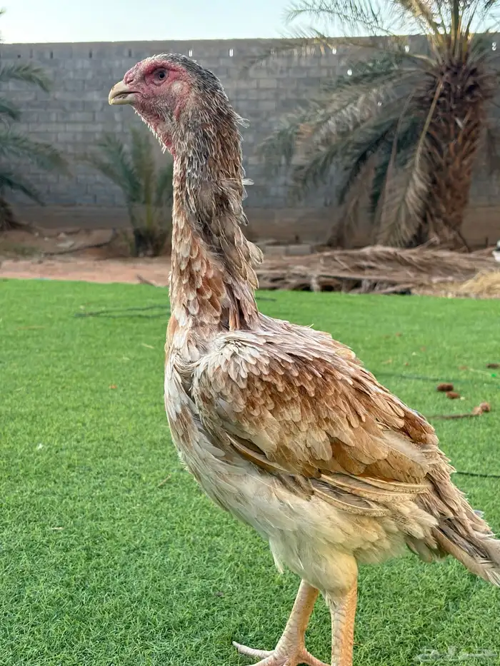 دجاج باكستاني 2