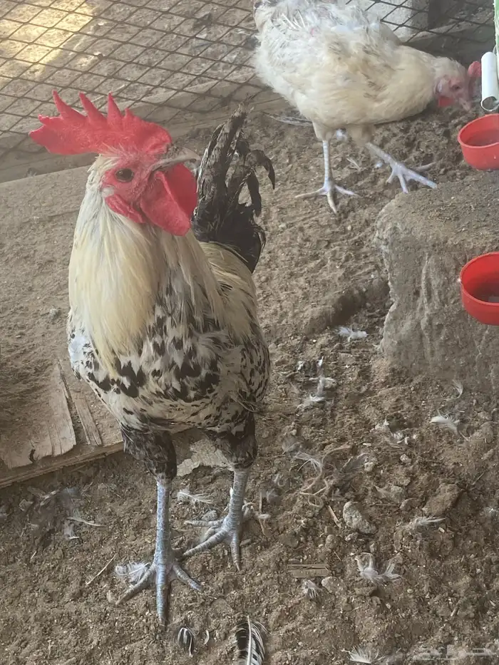 دجاج فيومي شبابي بالجمله الحبه 30 10