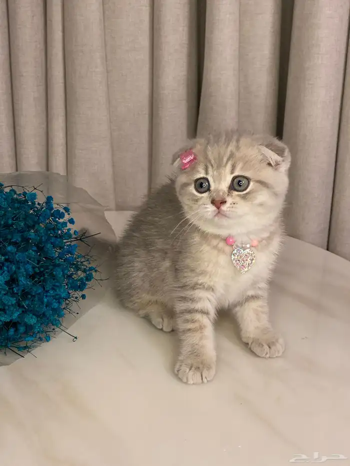 قطط للبيع سكوتش 6