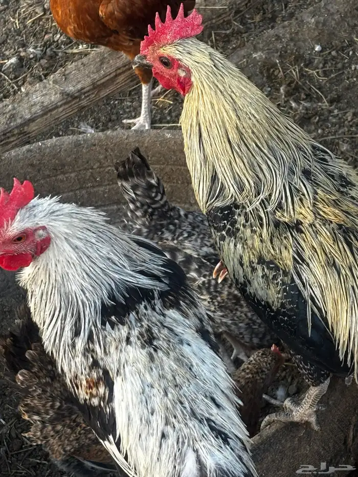 دجاج بلدي 3
