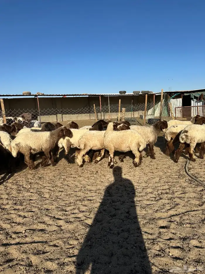 جذعات أنعيم صنف( تم البييع ) 4