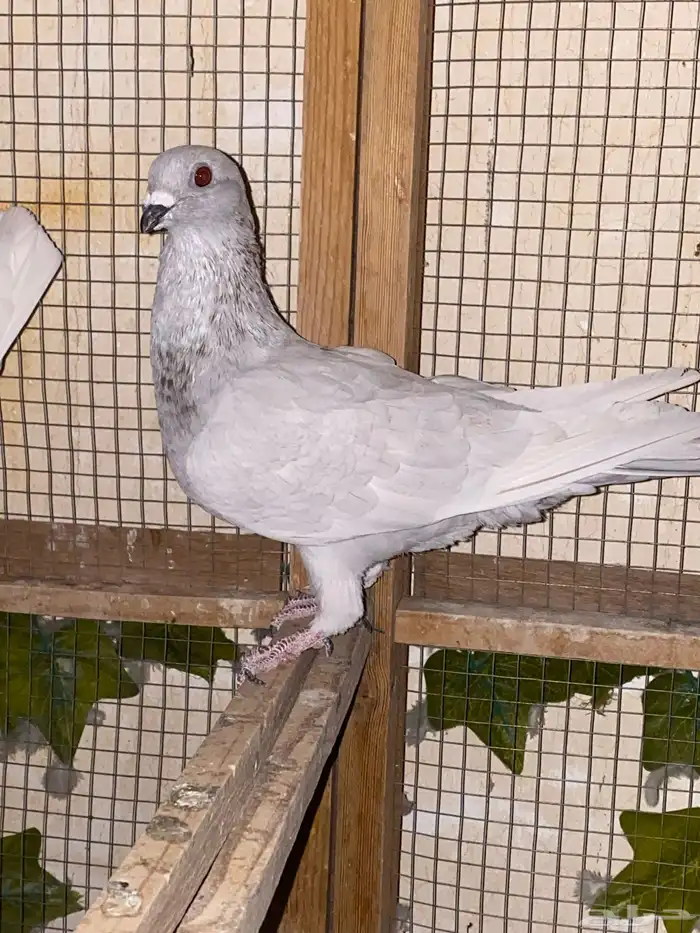شامي 7