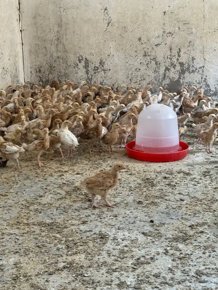 صوص تركي 2