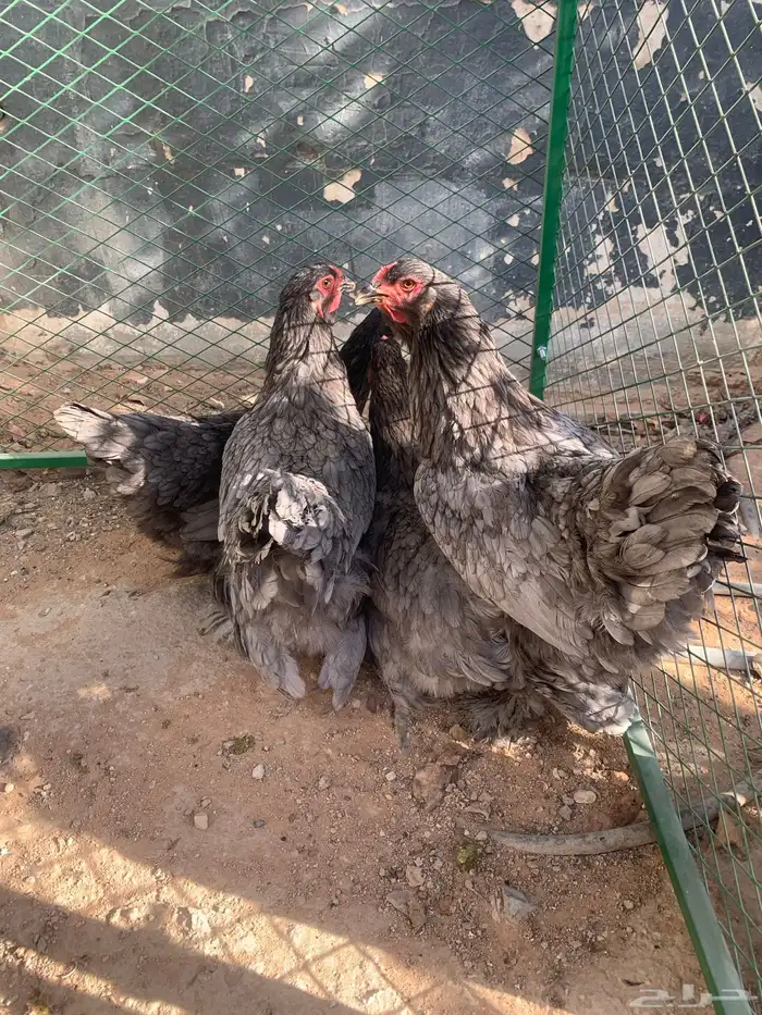 بشاير دجاج براهما 0