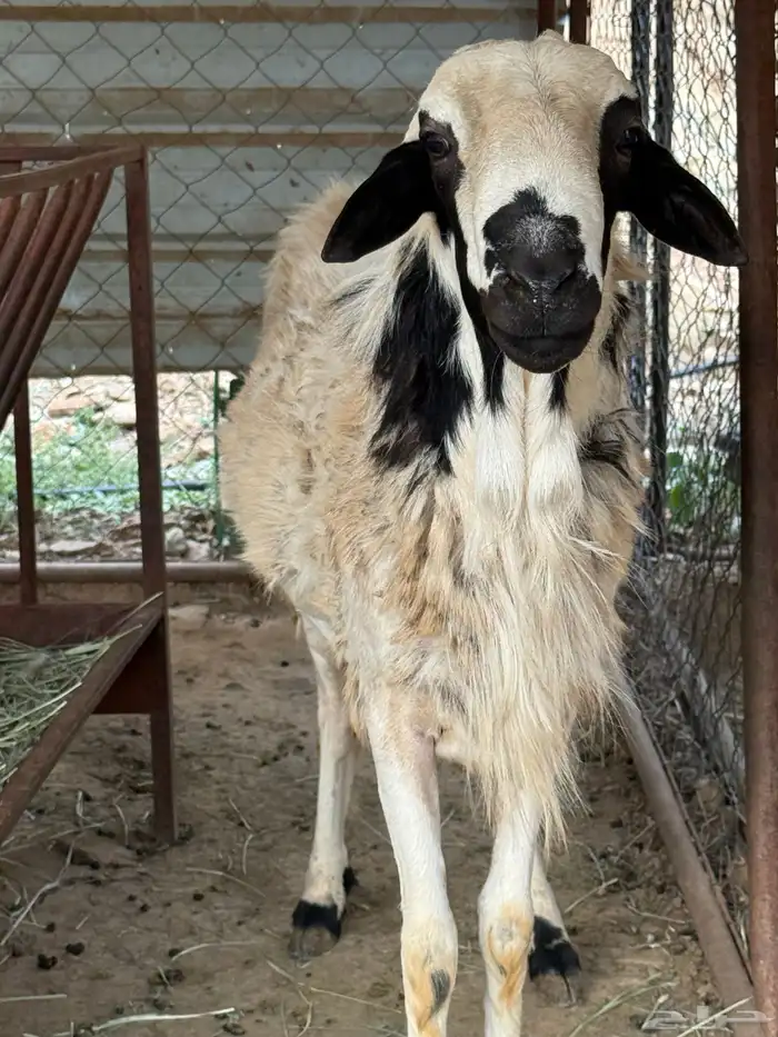خروف فحل للبيع 5