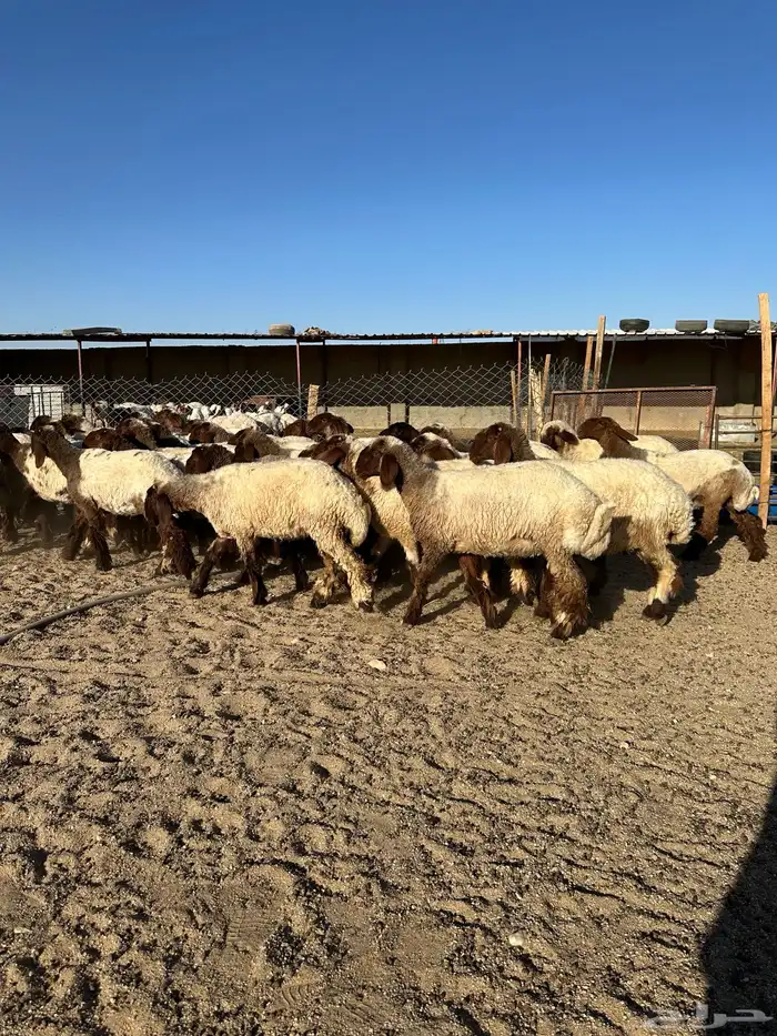 جذعات أنعيم صنف( تم البييع ) 2