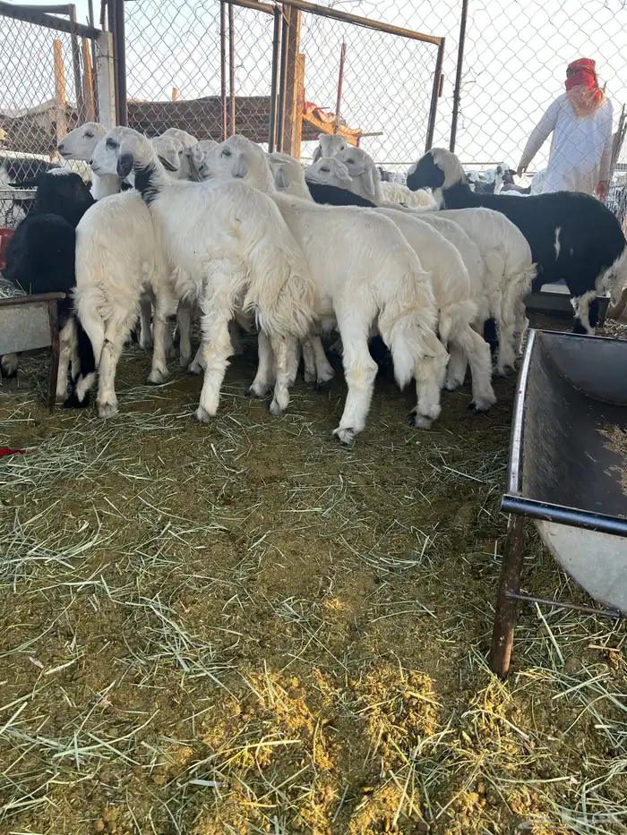 خرفان 1