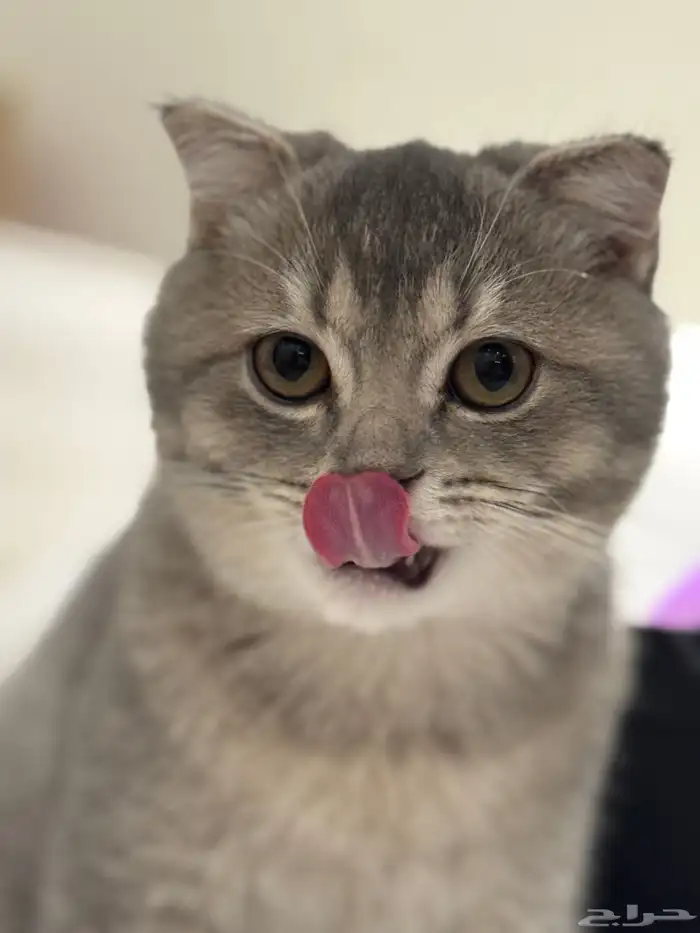first class cats - قطط درجة أولى 13
