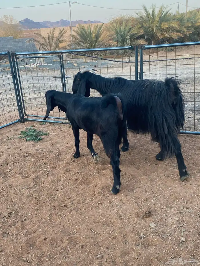 معزا مصريات تم البيع 19