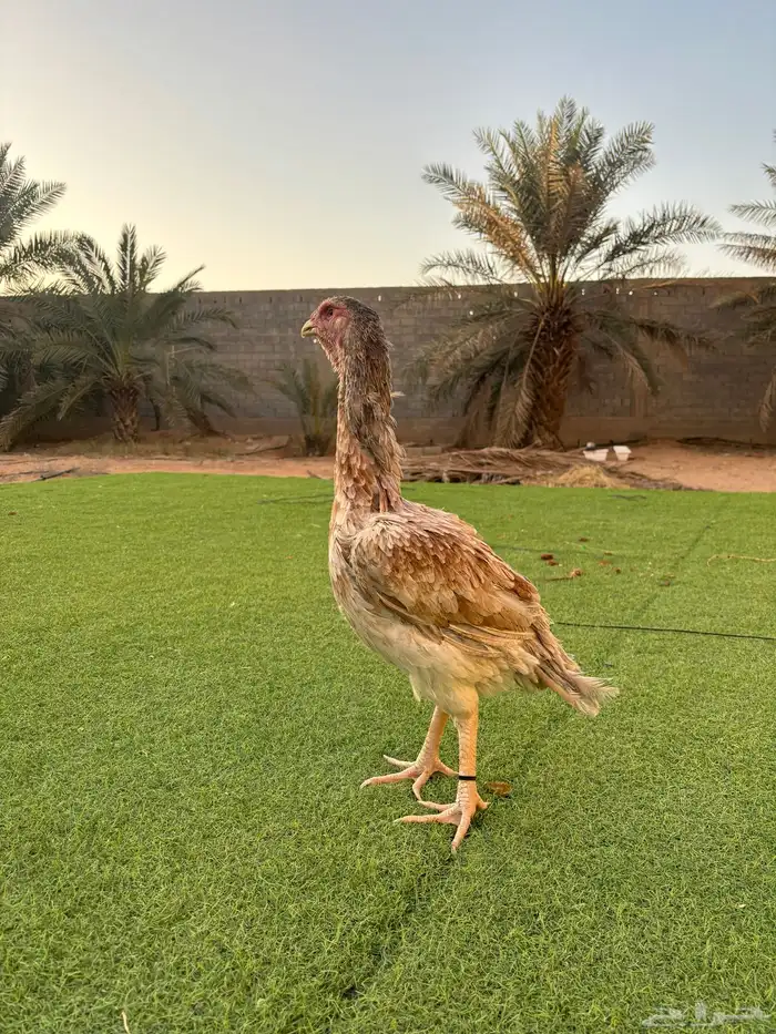 دجاج باكستاني 1