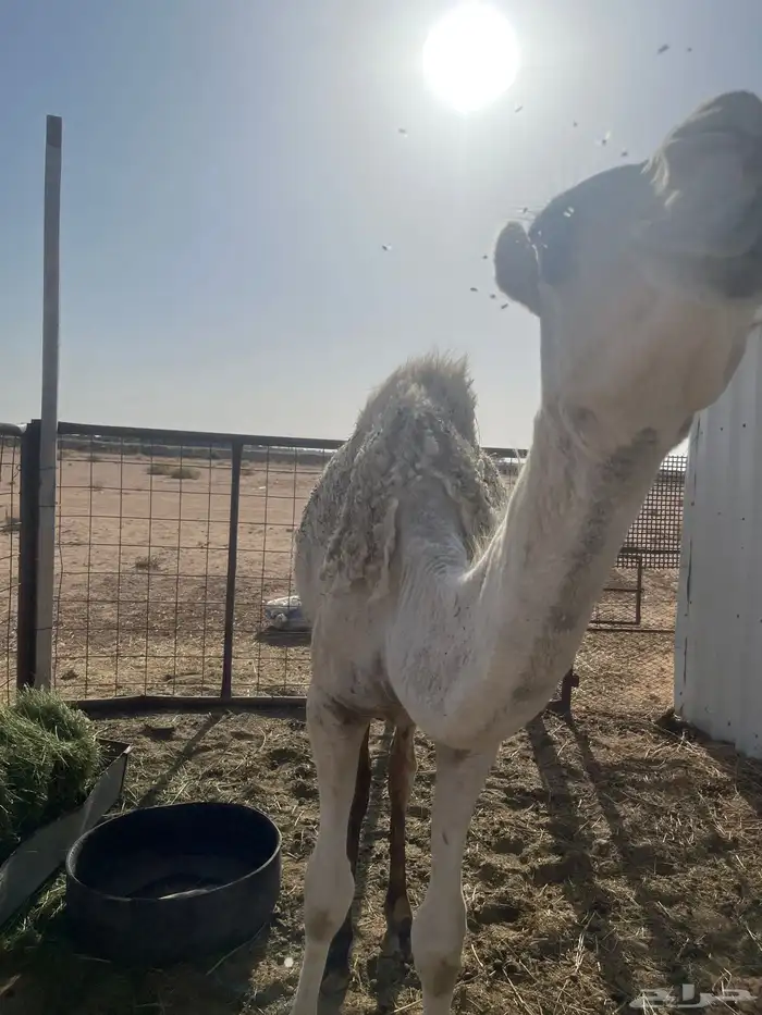 بكره عمرها سنه لا تعاني من اي مرض 1