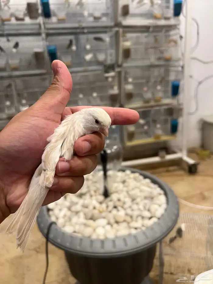 ذكر كناري ستنايت 3