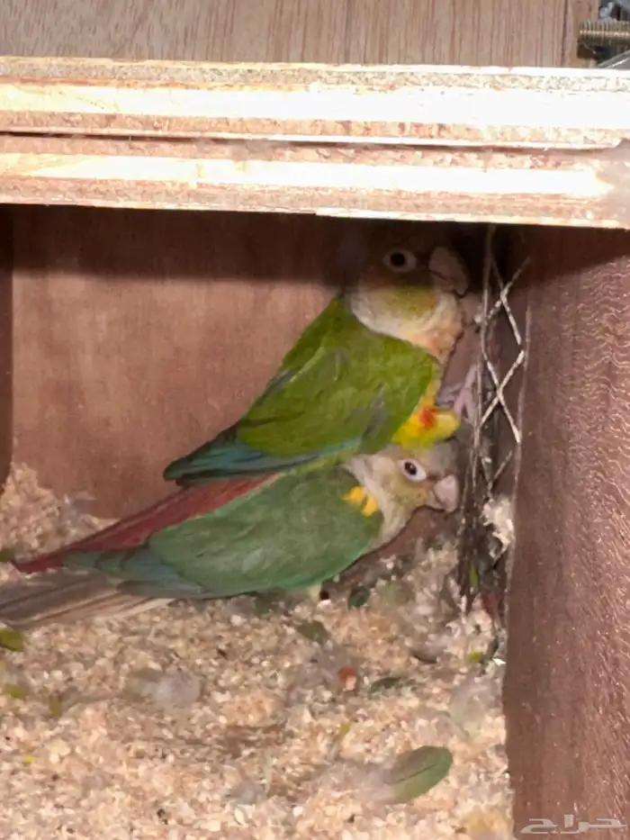 زوج كنيور مع فرخين تم البيع 2