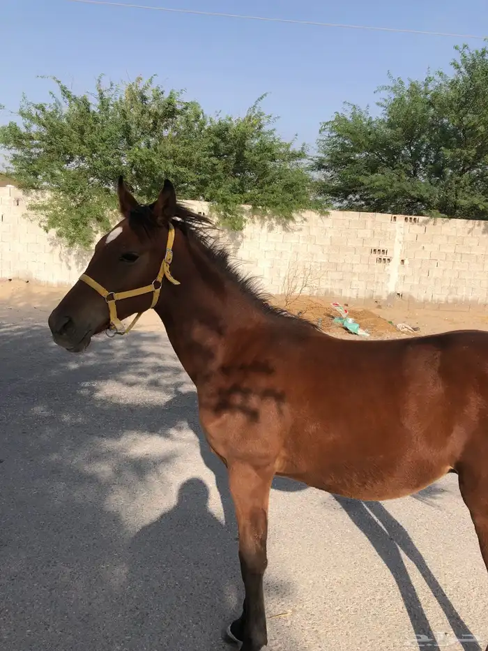 مهر طيب العمر تسع اشهر 1000 4