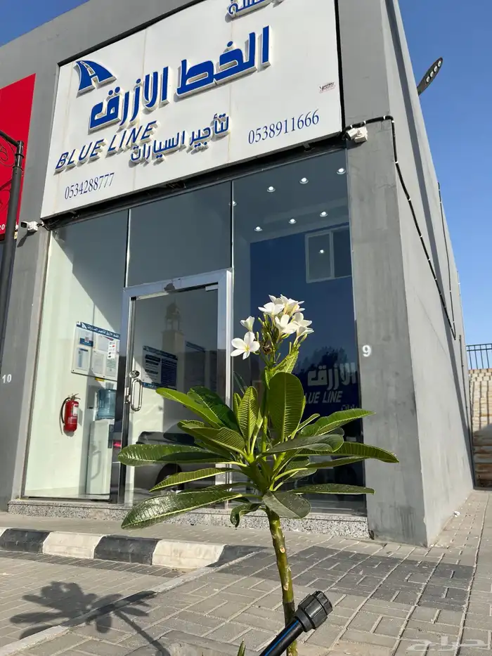يارس موديل 2026 350 كيلومتر 145 ريال في اليوم 3