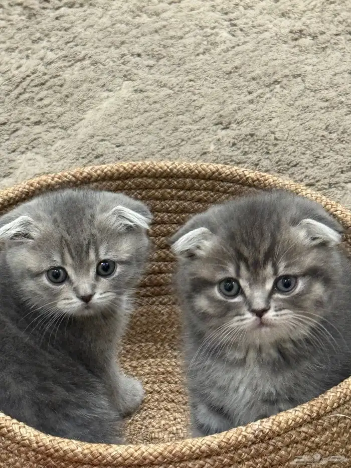 first class cats - قطط درجة أولى 10