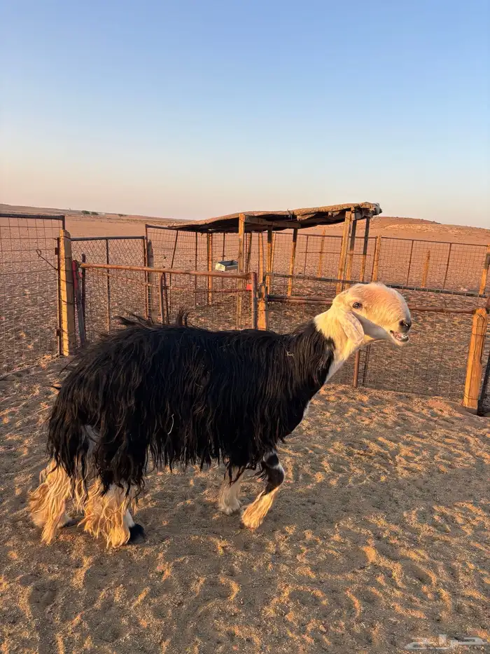 فحل نجدي رباع مشروط 1